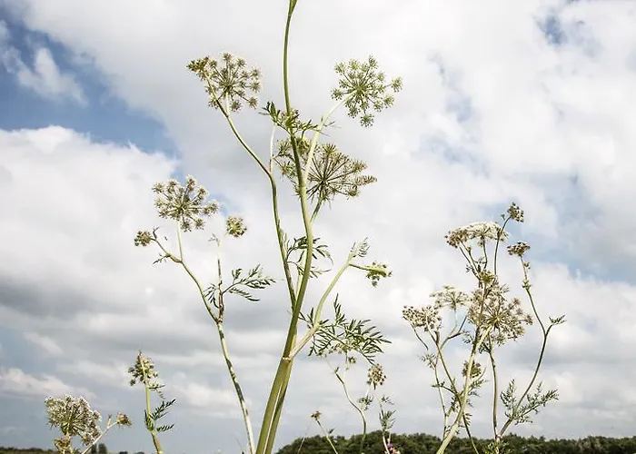 Cottage Nieuwkoop * Nieuwkoop